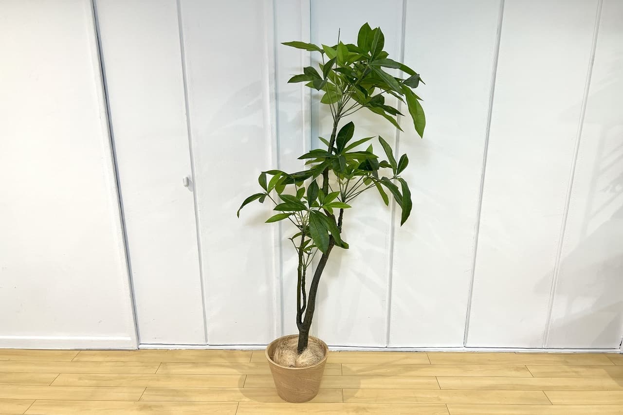 池尻セレクトハウス,観葉植物,備品